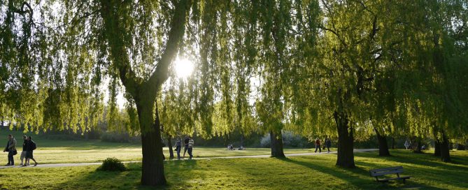 Picture of willows in a park with sun shining through the trees and shadows on the lawn while people walk the path.